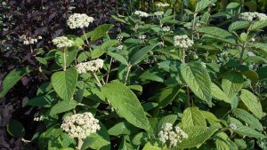 Viburnum rhytidophylloides ’Willowwood’ Viburnum rhytidophylloides ’Willowwood’