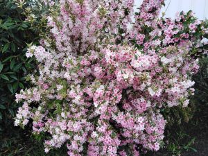 Weigelia Variegata