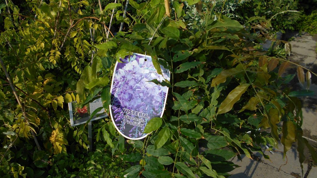 Wisteria sinensis 'Prolific' Wisteria sinensis 'Prolific'