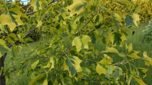 Liriodendron tulipifera ’Aureomarginatum’ Liriodendron tulipifera ’Aureomarginatum’