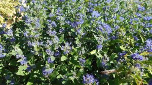 Caryopteris x clandodensis Grand Bleu Caryopteris x clandodensis Grand Bleu