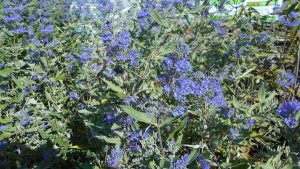 Caryopteris x clandodendis Heavenly Blue Heavenley Blue Caryopteris x clandodendis Heavenly Blue