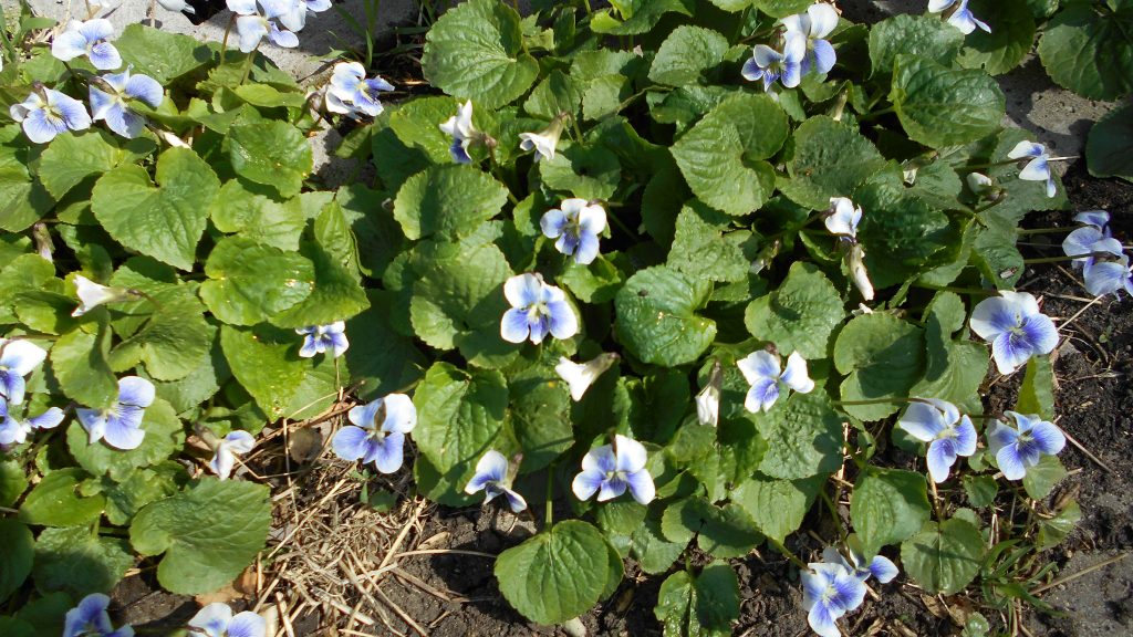 Viola odorata-illatos ibolya