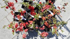 Chaenomeles-Japánbirs fajták Chaenomeles-Japánbirs fajták