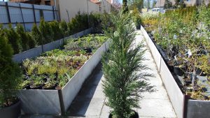 Cupressocyparis leylandii Oger Cupressocyparis leylandii Oger