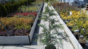 Cupressocyparis leylandii Haggerston Grey Cupressocyparis leylandii Haggerston Grey