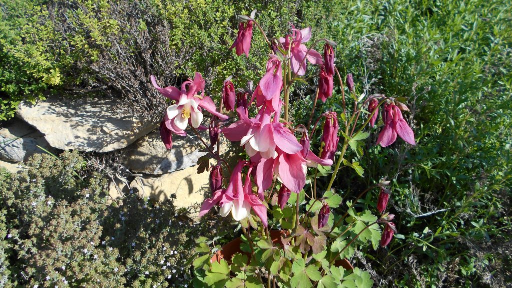 Aquilegia-Kerti harangláb