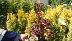 Weigelia florida Alexandra Weigelia florida Alexandra