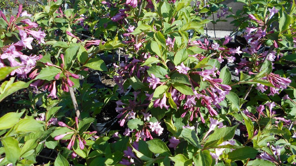 Weigelia florida Pink Princess-rózsalonc