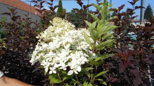 Hydrangea paniculata Phantom Hydrangea paniculata Phantom
