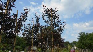 Malus Royalty Malus Royalty