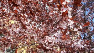 Prunus cerasifera Woodii Prunus cerasifera Woodii