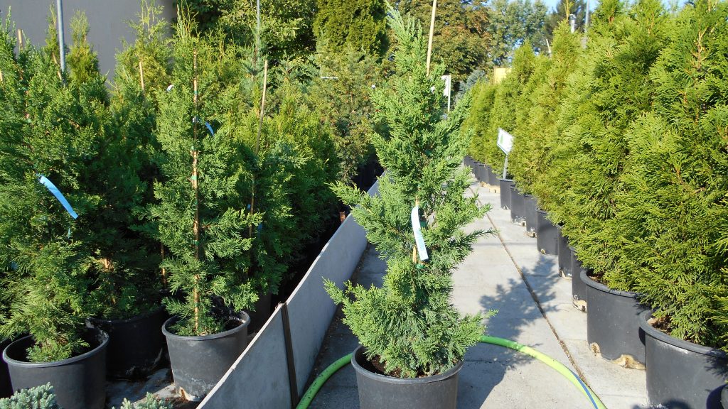 Juniperus chinensis 'Keteleeri'