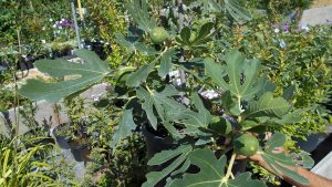Füge-Ficus carica Füge-Ficus carica