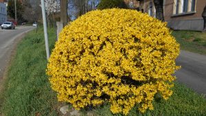 Forsythia-aranycserje