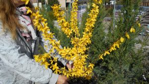 Forsythia intermedia Gold Zauber Aranyfa