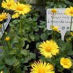 Kaukázusi zergevirág-Doronicum orientale Kaukázusi zergevirág-Doronicum orientale