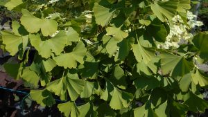 Gingko biloba-páfrányfenyő Gingko biloba-páfrányfenyő