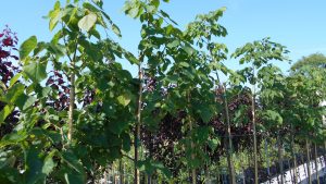 Tilia cordata-kislevelű hárs Tilia cordata-kislevelű hárs