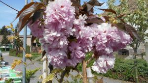 Prunus serrulata Burgundy vöröslevelű japán díszcseresznye Prunus serrulata Burgundy vöröslevelű japán díszcseresznye