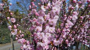 Prunus triloba-babarózsa Prunus triloba-babarózsa