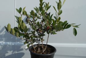 Aronia melanocarpa Hugin-feketeberkenye Aronia melanocarpa Hugin-feketeberkenye