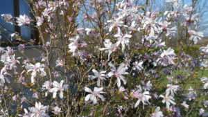 Magnolia stellata Magnolia stellata
