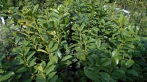 Prunus laurocerasus Novita Prunus laurocerasus Novita