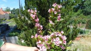 Weigelia Pink Princesse Weigelia Pink Princesse