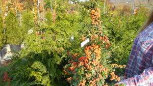 Pyracantha coccinea Teton Pyracantha coccinea Teton