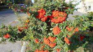 Pyracantha coccinea Red Column Pyracantha coccinea Red Column