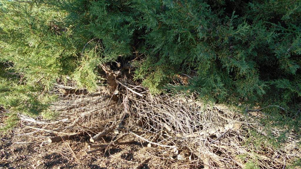 Juniperus-boróka metszése