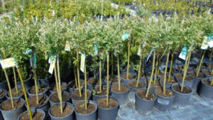 Salix integra Hakuro Nishikii Salix integra Hakuro Nishikii