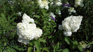 Hydrangea Polar Bear Hydrangea Polar Bear