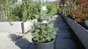 Picea glauca Picea glauca