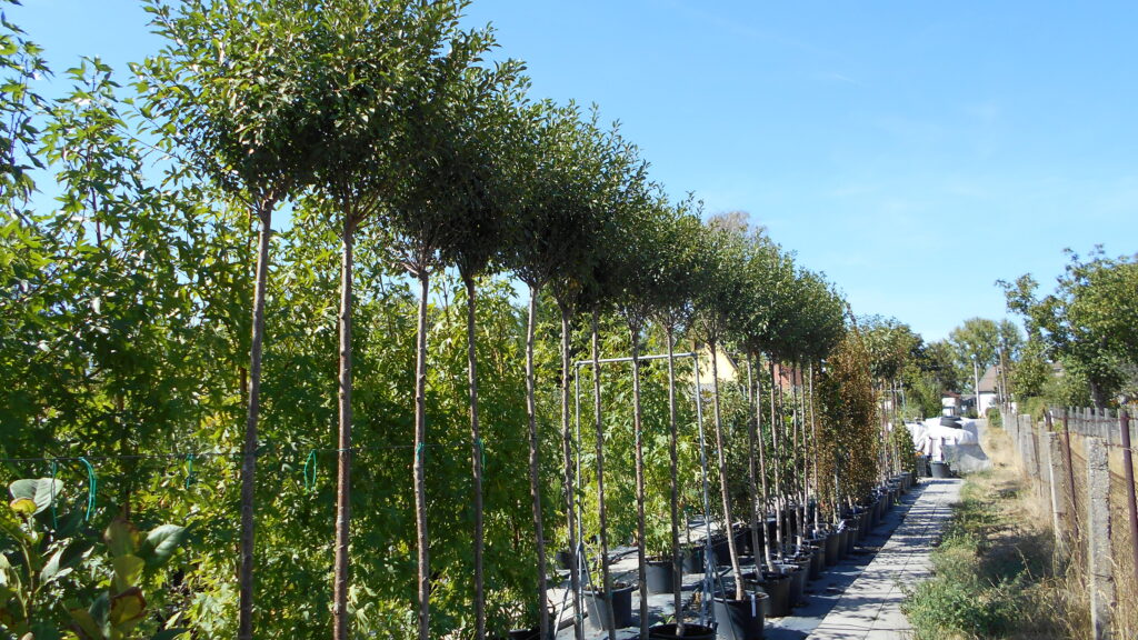 Prunus fruticosa Globosa