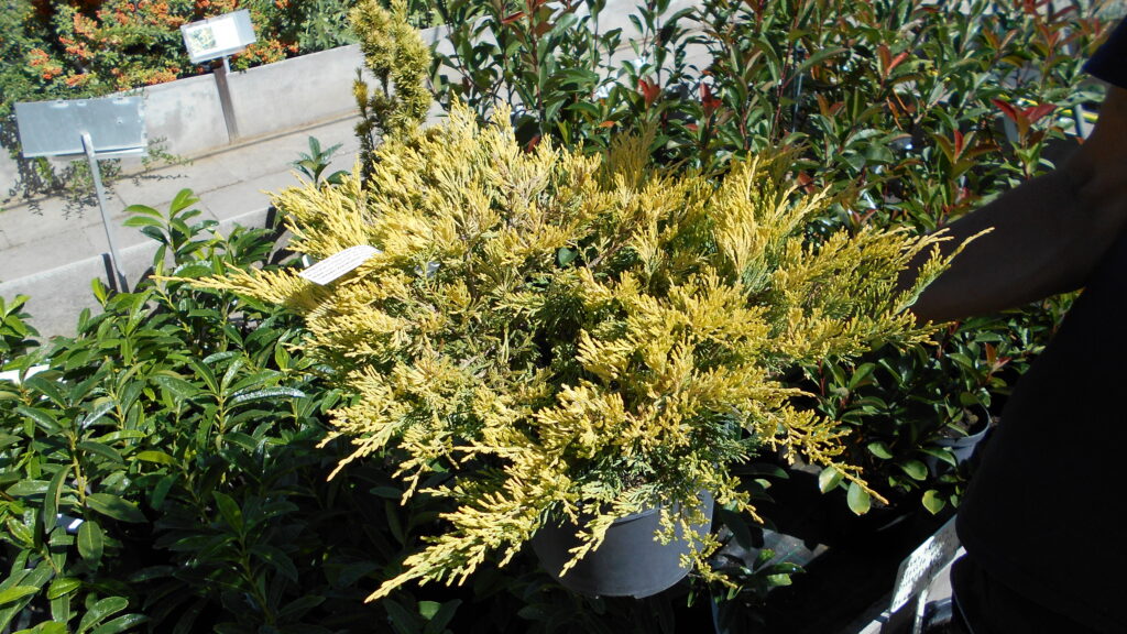 Juniperus horizontalis Lime Glow