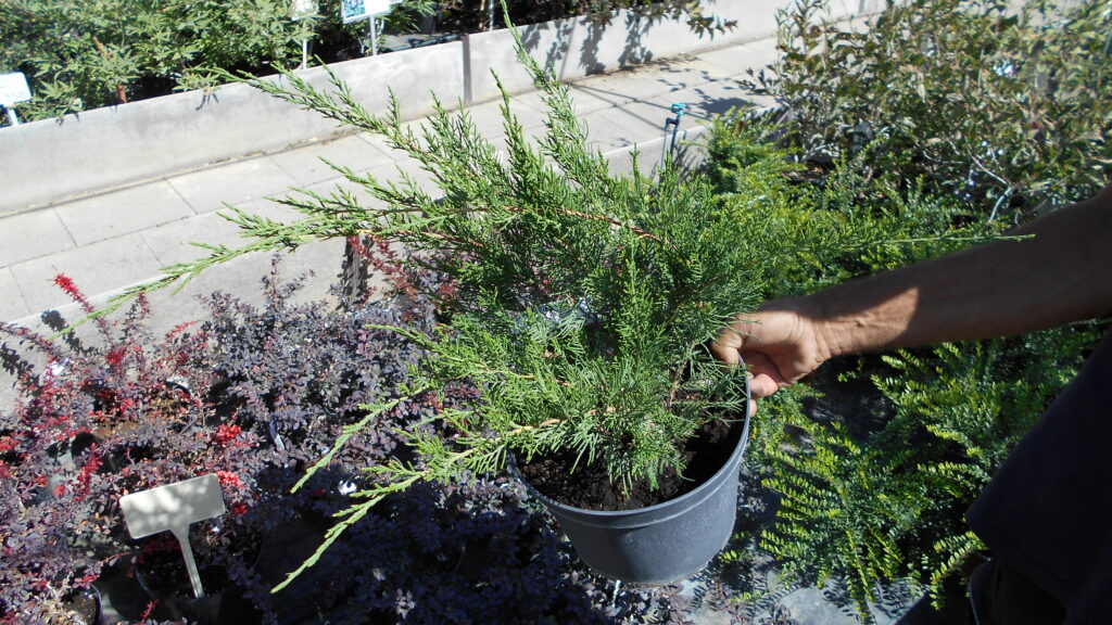 Juniperus x media Mint Julep