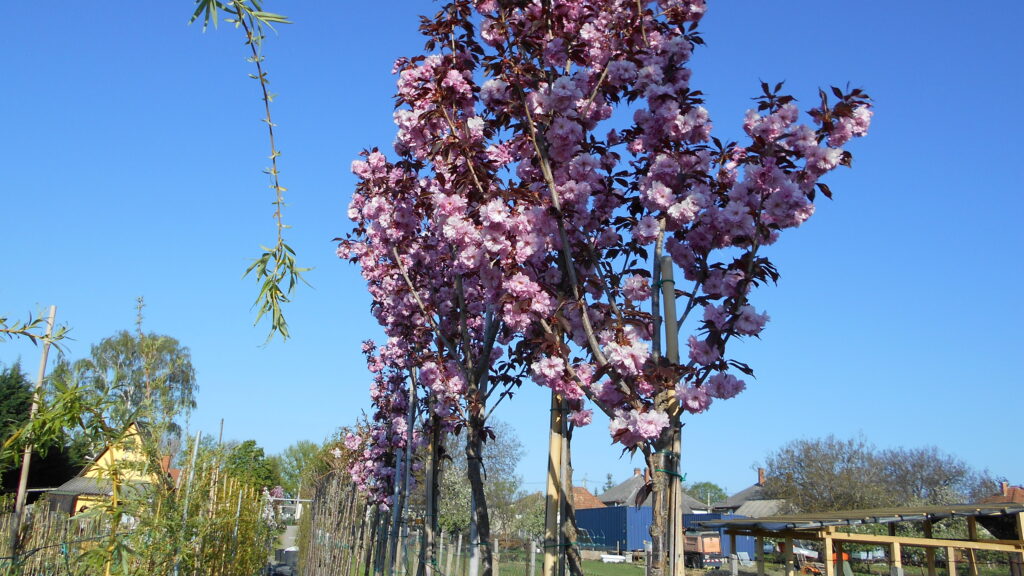 Prunus serrulata Royal Burgundy Prunus serrulata Royal Burgundy