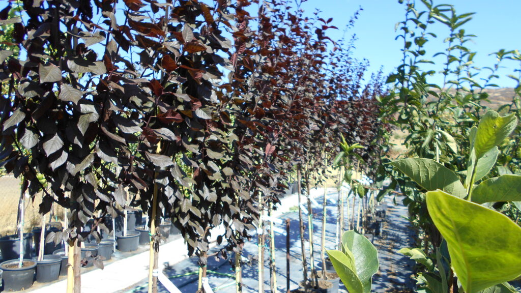 Prunus cerasifera Woodíí vérszilva