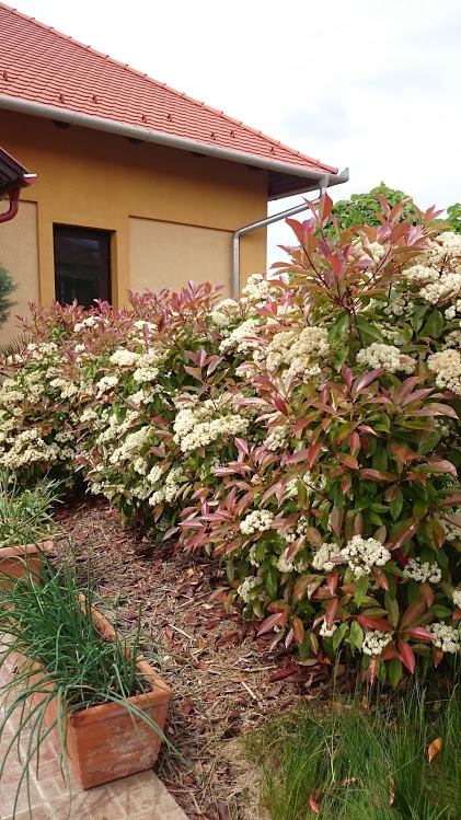 Photinia x fraseri 'Red Robin'