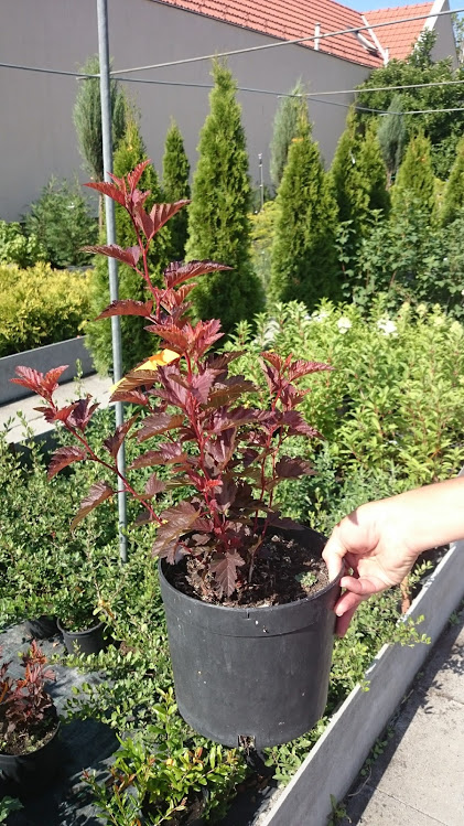 Physocarphus opulifolius 'Little Angel'
