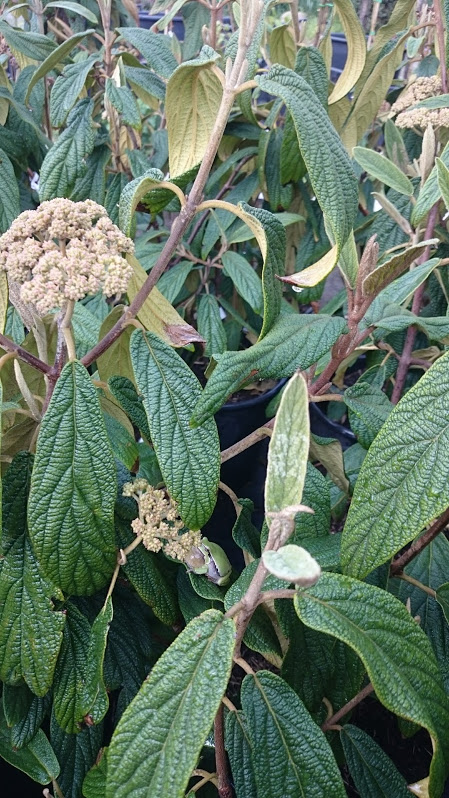 Viburnum rhytidophyllum