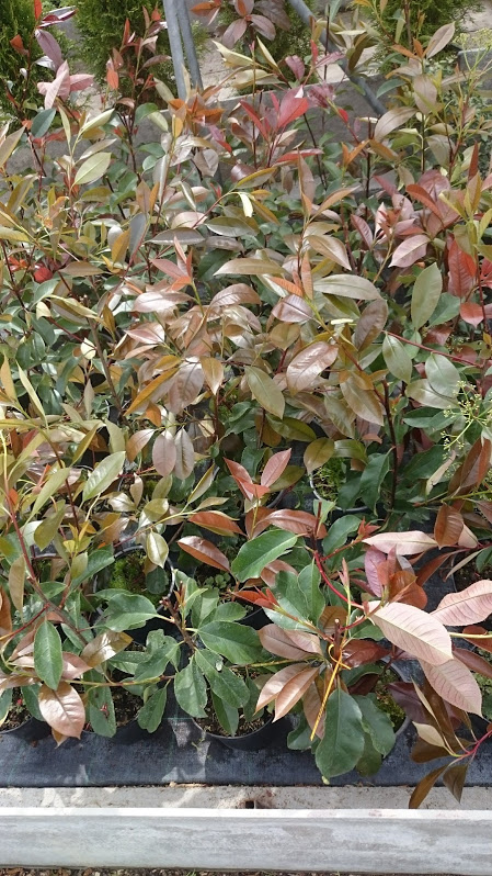 Photinia x fraseri 'Red Robin'