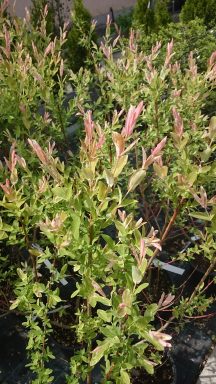 Salix integra 'Hakuro-Nishiki'