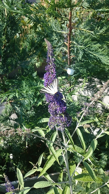 Buddleja davidii 'Adonis Blue'