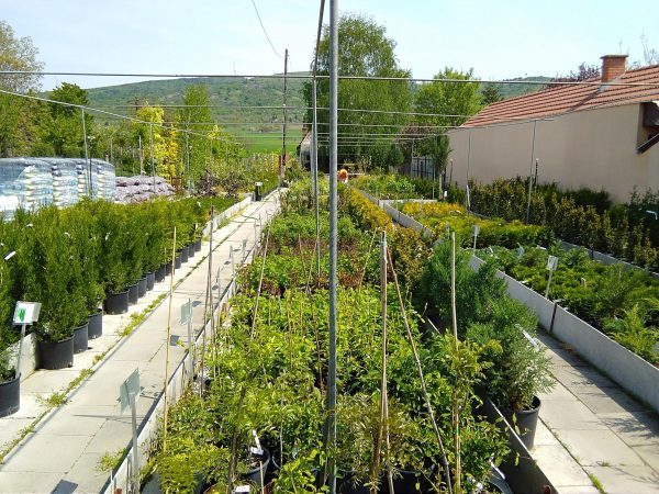 Semiramis kertközpont Gyöngyös